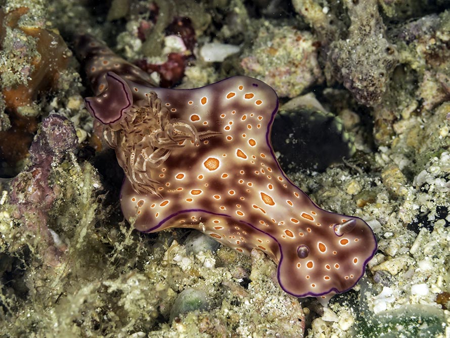 Ceratosoma trilobatum